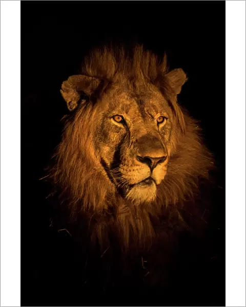 RF - Lion (Panthera leo) head portrait at night, Zimanga private game reserve, KwaZulu-Natal