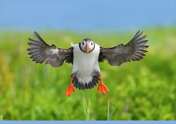 Atlantic puffin (Fratercula arctica) landing, wings outstretched. Machias Seal Island
