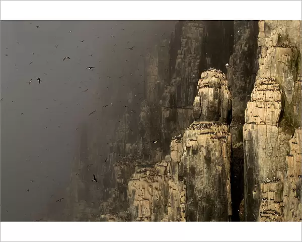 Brunnichs guillemot (Uria lomvia) colony in mist, many birds in flight and nesting on cliffs