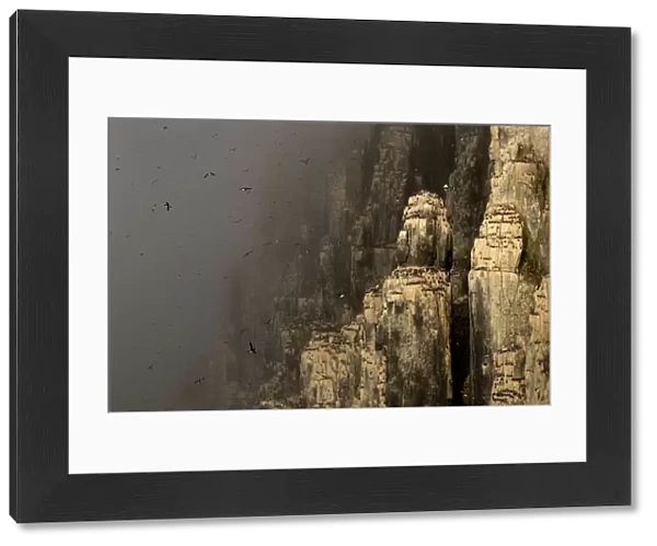 Brunnichs guillemot (Uria lomvia) colony in mist, many birds in flight and nesting on cliffs