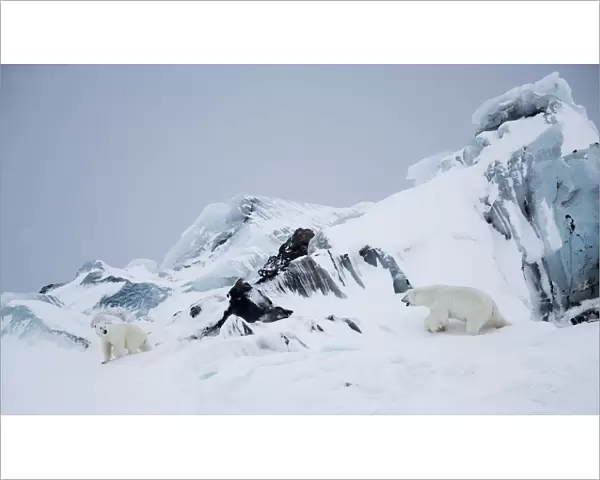 Polar bear (Ursus maritimus) male approaching female in rocky area covered in snow