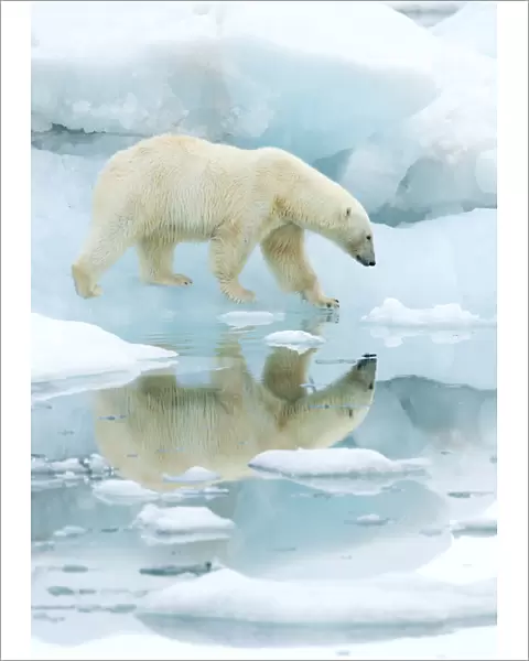 Polar bear (Ursus maritimus) walking across sea ice, reflected in water. Svalbard, Norway, July