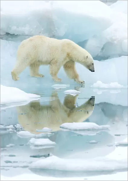 Polar bear (Ursus maritimus) walking across sea ice, reflected in water. Svalbard, Norway, July