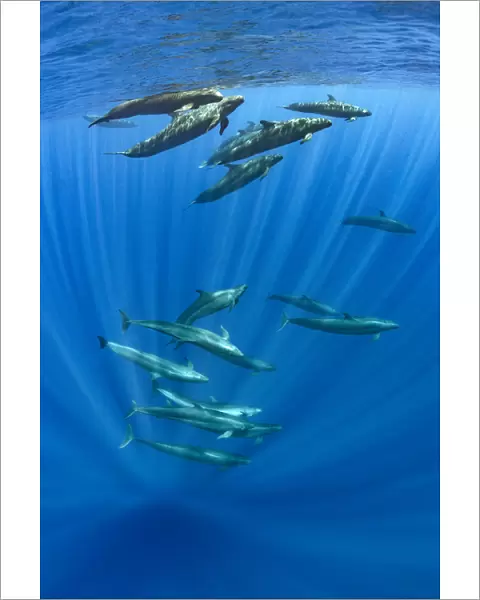 Pod of false killer whales (Pseudorca crassidens) swimming beneath the surface of the ocean
