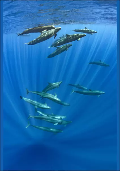 Pod of false killer whales (Pseudorca crassidens) swimming beneath the surface of the ocean