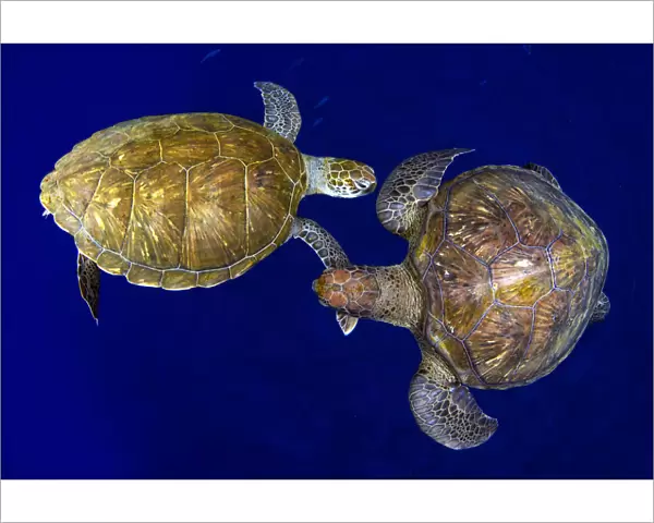 Green sea turtle (Chelonia mydas), two viewed from above. Tenerife, Canary Islands