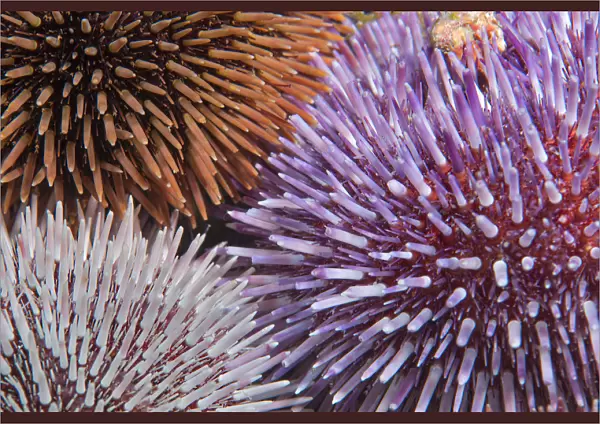 Purple sea urchin (Sphaerechinus granularis), three of different colours. Tenerife, Canary Islands