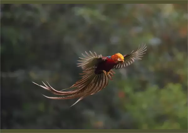 Golden pheasant (Chrysolophus pictus) male in flight, Yangxian nature reserve, Shaanxi