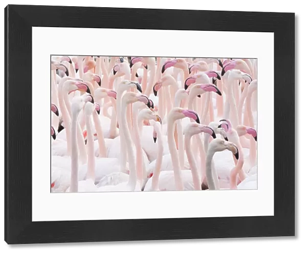 Greater flamingo (Phoenicopterus roseus) flock, Pont Du Gau Park, Camargue, France