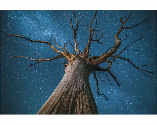 Milky Way over an English oak tree (Quercus robur), at night, Brecon Beacons National