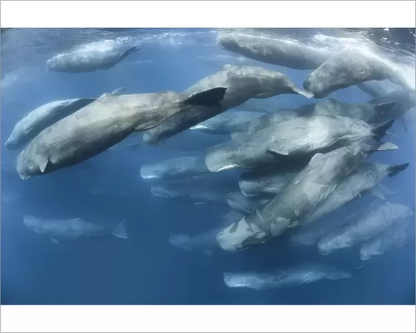 Aggregation of Sperm whales (Physeter macrocephalus) engaged in social activity. Indian Ocean