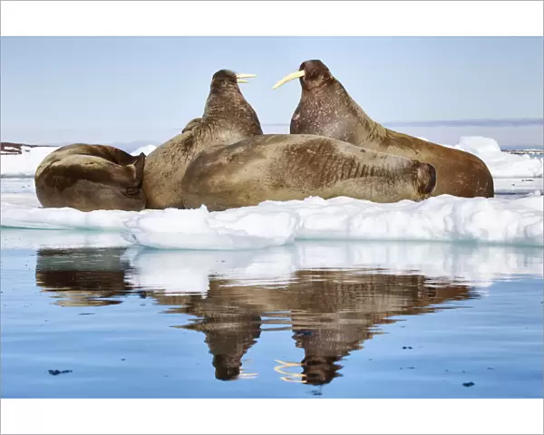 Atlantic walruses (Odobenus rosmarus) resting on ice, with two large individuals facing