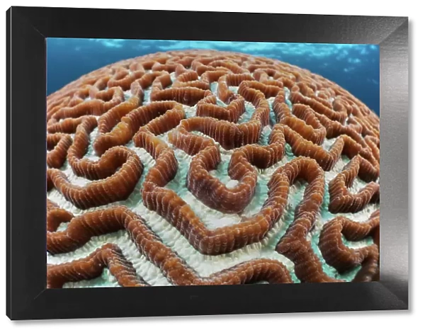 Hard coral (Platygyra) in shallow blue water, Ambon, Indonesia