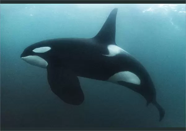 Killer whale  /  Orca (Orcinus orca) mature male, swimming underwater. Hamn, Senja, Norway