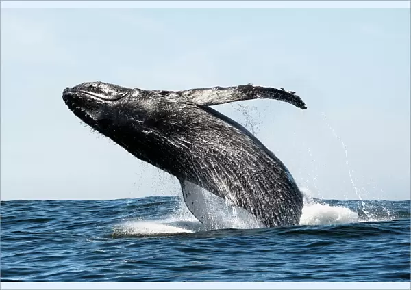 Humpback whale (Megaptera novaeangliae) breaching, near Hout Bay, South Africa