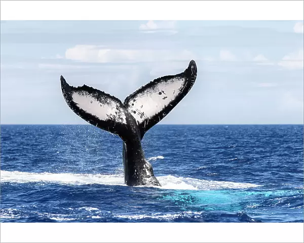 Southern humpback whale (Megaptera novaeangliae australis), fluke of male as he dives. Vava'u, Tonga, South Pacific