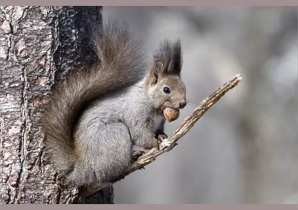 Eurasian red squirrel (Sciurus vulgaris orientis) sitting on branch with nut in mouth