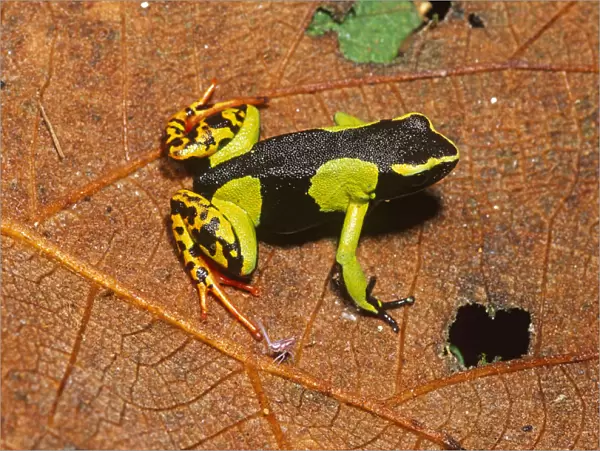 Painted mantella frog (Mantella madagascariensis) Mantadia NP, Eastern Madagascar