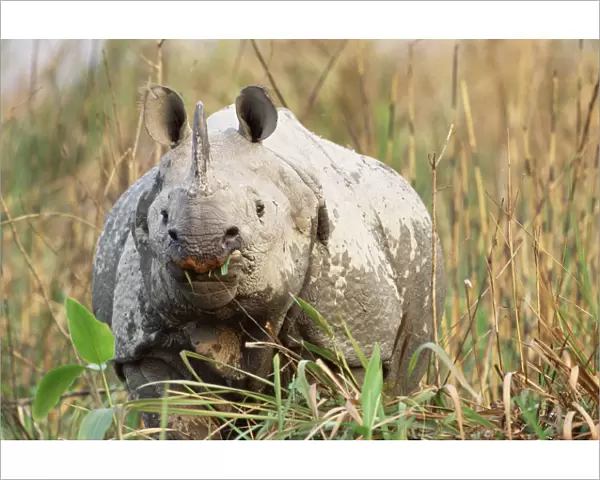 Indian rhinoceros grazing {Rhinoceros unicornis} Kaziranga NP, Assam, India