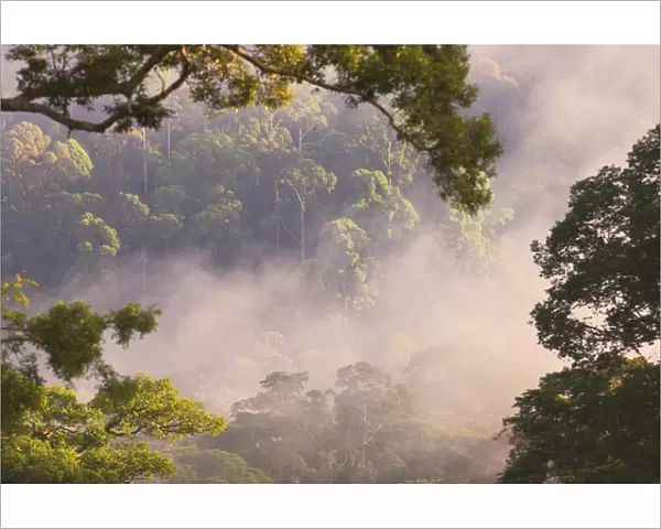Early morning mist over the canopy, lowland rainforest, Danum Valley, Sabah, Borneo