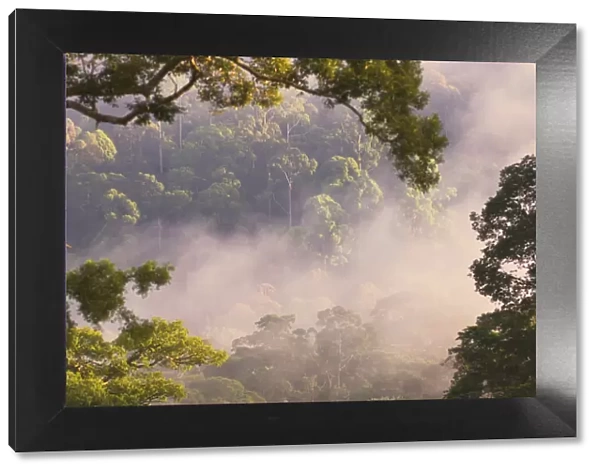 Early morning mist over the canopy, lowland rainforest, Danum Valley, Sabah, Borneo