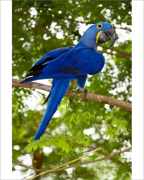 Hyacinth Macaw (Anodorhynchus hyacinthinus) in forest bordering of the Cuiaba River