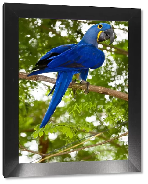 Hyacinth Macaw (Anodorhynchus hyacinthinus) in forest bordering of the Cuiaba River
