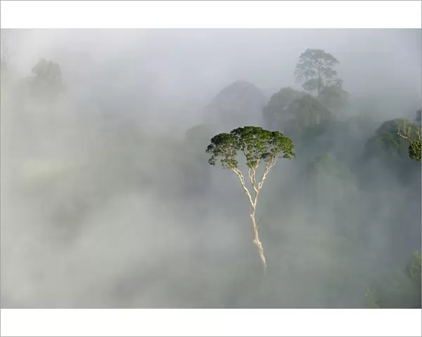 Emergent Menggaris Tree  /  Tualang (Koompassia excelsa) protruding from mist and low