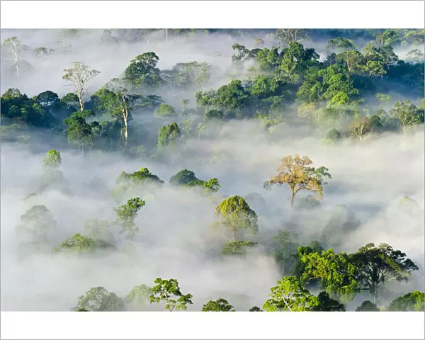 Mist and low cloud hanging over lowland Dipterocarp Rainforest, just after sunrise