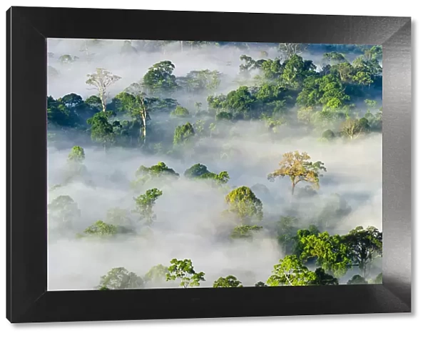 Mist and low cloud hanging over lowland Dipterocarp Rainforest, just after sunrise