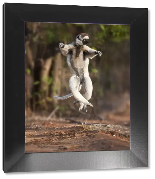Verreauxs sifaka lemur (Propithecus verreauxi) dancing or skipping across open ground