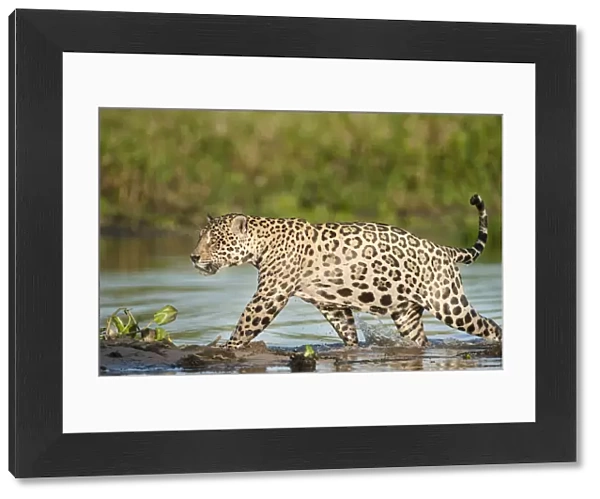 RF- Wild male Jaguar (Panthera onca palustris) running through shallows of backwater