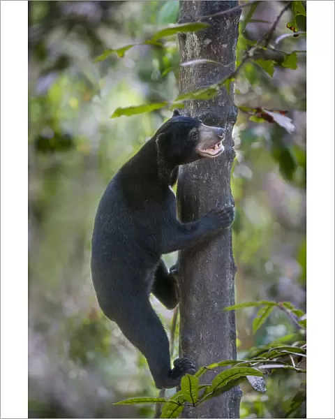 Bornean sun bear (Helarctos malayanus euryspilus) climbing tree at Bornean Sun Bear