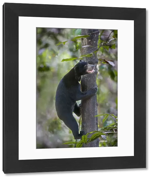Bornean sun bear (Helarctos malayanus euryspilus) climbing tree at Bornean Sun Bear