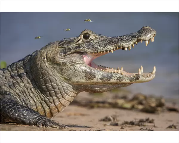 Yacare Caiman (Caiman yacare) gaping to regulate its body temperature, with attendant hoverflies