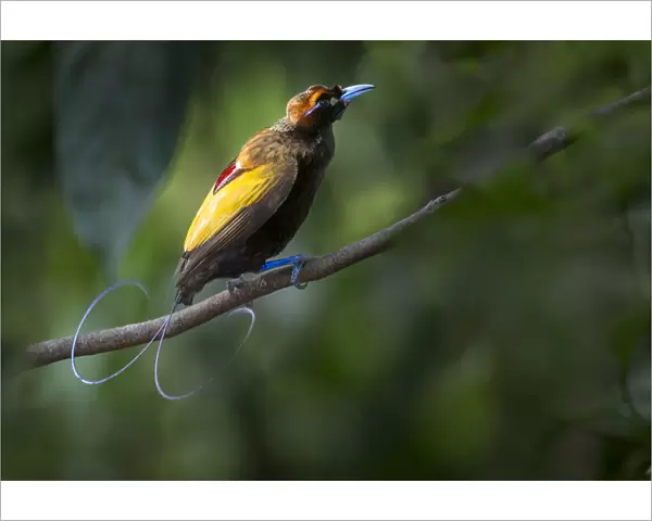 Magnificent Bird of Paradise (Diphyllodes magnificus) male, Lower montane highlands