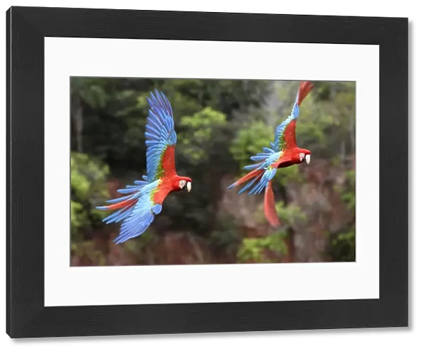 Red-and-green macaws (Ara chloropterus) pair in flight over forest canopy. Buraco das Araras