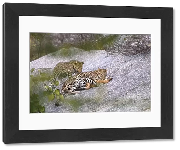 Leopard (Panthera pardus) female with one of its cubs, killing a feral  /  domestic