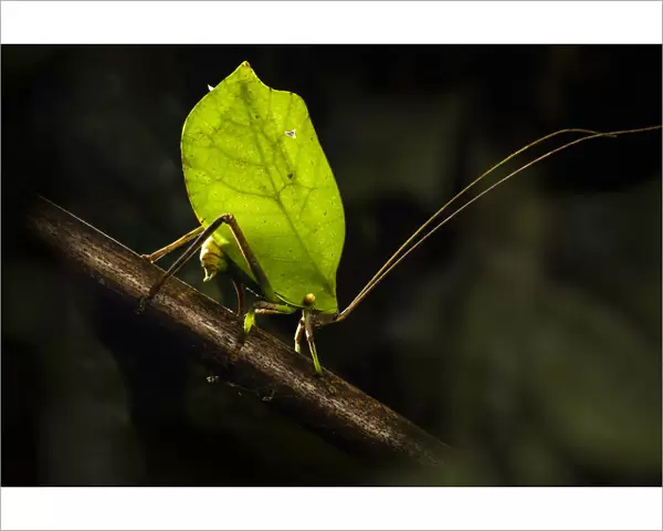 Bush cricket  /  Katydid (Tettigoniidae ), female leaf mimic ovipositing into branch