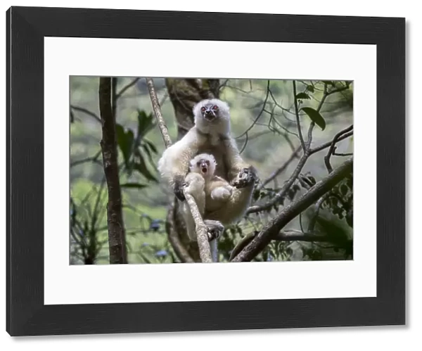 Silky sifaka (Propithecus candidus) female with baby sitting amongst branches in understorey