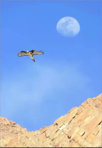 Lammergeier  /  Bearded vulture (Gypaetus barbatus) in flight with the out-of-focus moon behind