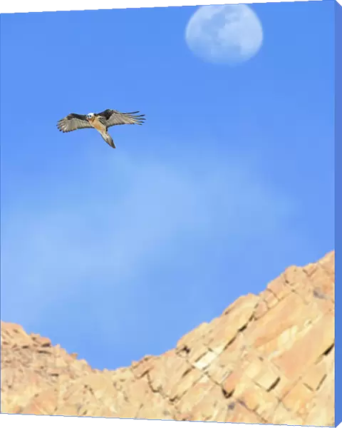 Lammergeier  /  Bearded vulture (Gypaetus barbatus) in flight with the out-of-focus moon behind