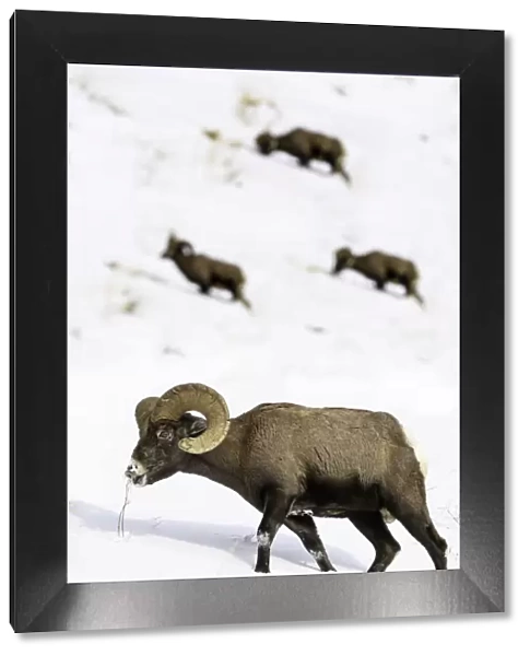 Rocky mountain bighorn sheep (Ovis canadensis canadensis) grazing. Lamar Valley, Yellowstone