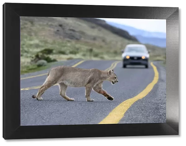 Puma (Puma concolor puma), young male crossing road in front of car. Estancia Amarga