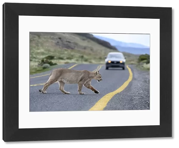 Puma (Puma concolor puma), young male crossing road in front of car. Estancia Amarga