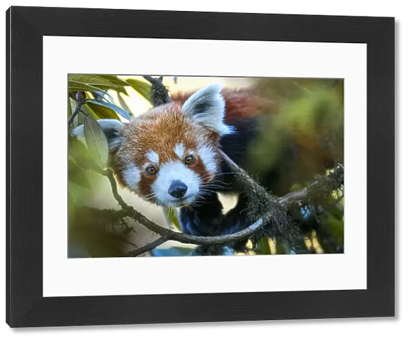 Western red panda (Ailurus fulgens fulgens) climbing in tree. Singalila National Park, India  /  Nepal border