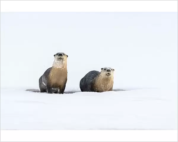 North American river otter (Lutra canadiensis) two on frozen river edge