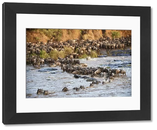 Eastern White-bearded Wildebeest herd (Connochaetes taurinus) crossing the Mara River