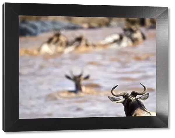 Eastern White-bearded Wildebeest (Connochaetes taurinus) herd swimming across Mara