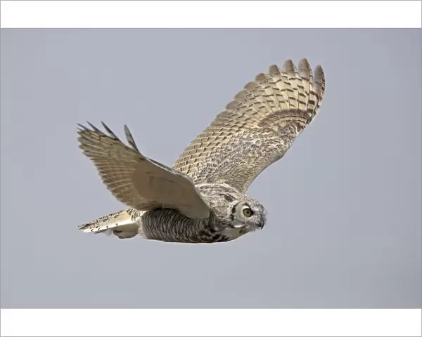Great horned owl (Bubo virginianus) in flight. Saskatchewan, Canada, August